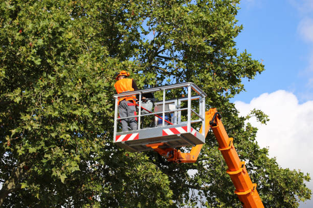 Best Tree Mulching  in Rockford, MN